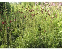 Becherblume FloraSelf Sanguisorba 'Proud Mary' H 10-60 Cm Co 0,5 L (6 Stk.)