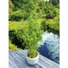 Elfenbeinbambus, Schirmbambus FloraSelf Fargesia Murialeae 'Ivory Ibis' H 175-200 Cm Co 50 L -Hornbach Gartenmarkt DV 8 10341976 01 4c DE 20220204083010