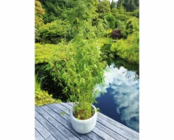 Elfenbeinbambus, Schirmbambus FloraSelf Fargesia Murialeae 'Ivory Ibis' H 175-200 Cm Co 50 L