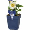 FloraSelf Stockrose Alcea Rosea 'Polarstar H 10-80 Cm Co 0,5 L (6 Stk.) -Hornbach Gartenmarkt DV 8 10342074 01 4c DE 20220428174656