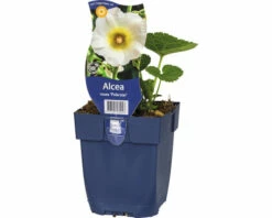 FloraSelf Stockrose Alcea Rosea 'Polarstar H 10-80 Cm Co 0,5 L (6 Stk.)