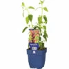 Duftnessel FloraSelf Agastache 'Fleur' H 10-80 Cm Co 0,5 L -Hornbach Gartenmarkt DV 8 10342078 01 4c DE 20220602054652