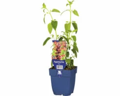 Duftnessel FloraSelf Agastache 'Fleur' H 10-80 Cm Co 0,5 L
