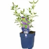 Strauch-Salbei Hainsalbei FloraSelf Salvia Jamensis 'Nachtvlinder' H 10-60 Cm Co 0,5 L