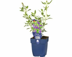 Strauch-Salbei Hainsalbei FloraSelf Salvia Jamensis 'Nachtvlinder' H 10-60 Cm Co 0,5 L