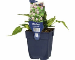 FloraSelf Zottiger Ziest F LoraSelf Stachys Monieri 'Griffioen' H 10-50 Cm Co 0,5 L