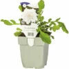 Tauben-Skabiose FloraSelf Scabiosa Columbaria 'Flutter Pure White' H 10-25 Cm Co 0,5 L -Hornbach Gartenmarkt DV 8 10342138 01 4c DE 20220725081651