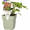 Purpurglöckchen FloraSelf Heuchera 'Rex Peppermint' H 5-25 Cm Co 0,5 L -Hornbach Gartenmarkt DV 8 10342705 01 4c DE 20220311094651