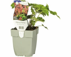 Purpurglöckchen FloraSelf Heuchera 'Rex Peppermint' H 5-25 Cm Co 0,5 L