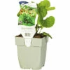 Kaukasusvergissmeinnicht FloraSelf Brunnera Macrophylla 'Betty Bowring' H 5-40 Cm Co 0,5 L (6 Stk.) -Hornbach Gartenmarkt DV 8 10342706 01 4c DE 20220311091755