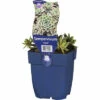 Hauswurz FloraSelf Sempervivum 'Aquila' H 5-15 Cm Co 0,5 L 2 Hauswurz FloraSelf Sempervivum 'Aquila' H 5-15 Cm Co 0,5 L -Hornbach Gartenmarkt DV 8 10342707 01 4c DE 20220311094651