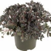 Fettblatt FloraSelf Sedum 'Red Sparkle' H 5-15 Cm Co 3 L -Hornbach Gartenmarkt DV 8 10351517 01 4c DE 20220323194454