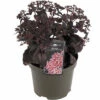 Garten-Fettblatt FloraSelf Sedum 'Chocolate Cherry' H 5-15 Cm Co 3 L 1 Garten-Fettblatt FloraSelf Sedum 'Chocolate Cherry' H 5-15 Cm Co 3 L -Hornbach Gartenmarkt DV 8 10351519 01 4c DE 20220323200042