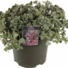 Fettblatt FloraSelf Sedum 'Lidakense' H 5-15 Cm Co 3 L -Hornbach Gartenmarkt DV 8 10351520 01 4c DE 20220321113417