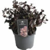 Garten-Fettblatt FloraSelf Sedum 'Touchdown Teak' H 5-15 Cm Co 3 L -Hornbach Gartenmarkt DV 8 10351521 01 4c DE 20220720081658