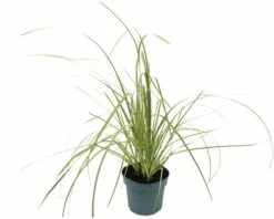 Kleines Pampasgras Zwerg-Pampasgras FloraSelf Cortaderia Selloana 'Golden Goblin' H 15-80 Cm Co 3 L