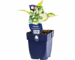 Große Funkie Mit Grünem Rand FloraSelf Hosta Sieboldiana 'Great Expectations' H 10-60 Cm Co 0,5 L