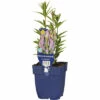 FloraSelf Kandelaber-Ehrenpreis Veronicastrum Virginicum 'Fascination' H 10-100 Cm Co 0,5 L (6 Stk.) -Hornbach Gartenmarkt DV 8 10351641 01 4c DE 20220428171652