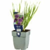 Zierlauch FloraSelf Allium 'Millenium' H 5-20 Cm Co 0,5 L 1 Zierlauch FloraSelf Allium 'Millenium' H 5-20 Cm Co 0,5 L -Hornbach Gartenmarkt DV 8 10351654 01 4c DE 20220311094651