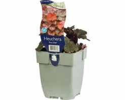 Purpurglöckchen FloraSelf Heuchera ‘Fire Chief’ H 5-20 Cm Co 0,5 L