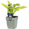 FloraSelf Mittelgroße Gelbe Funkie Hosta 'Lady Guinevere' H 5-20 Cm Co 0,5 L (6 Stk.) 1 FloraSelf Mittelgroße Gelbe Funkie Hosta 'Lady Guinevere' H 5-20 Cm Co 0,5 L (6 Stk.) -Hornbach Gartenmarkt DV 8 10351686 01 4c DE 20220428164757