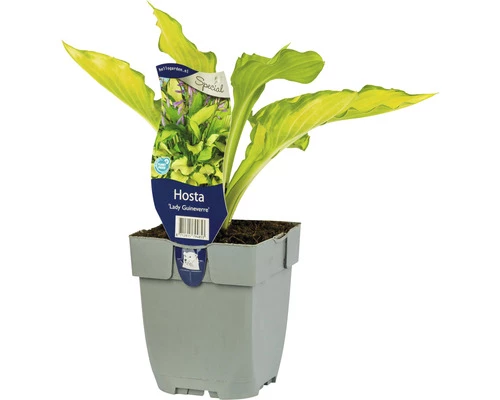 FloraSelf Mittelgroße Gelbe Funkie Hosta 'Lady Guinevere' H 5-20 Cm Co 0,5 L (6 Stk.) 3 FloraSelf Mittelgroße Gelbe Funkie Hosta 'Lady Guinevere' H 5-20 Cm Co 0,5 L (6 Stk.)