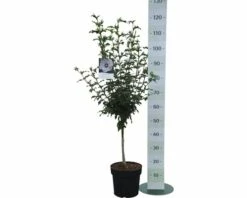 Garteneibisch FloraSelf Hibiscus Syriacus 'Red Heart' Stamm Ca. 40 Cm Gesamt H 60-80 Cm Co 6 L -Hornbach Gartenmarkt DV 8 10357617 01 4c DE 20201222094752