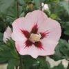 Garteneibisch FloraSelf Hibiscus Syriacus 'Hamabo' Stamm Ca. 40 Cm Gesamt H 60-80 Cm Co 6 L 1 Garteneibisch FloraSelf Hibiscus Syriacus 'Hamabo' Stamm Ca. 40 Cm Gesamt H 60-80 Cm Co 6 L -Hornbach Gartenmarkt DV 8 10357618 02 4c DE 20201222051655