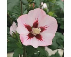 Garteneibisch FloraSelf Hibiscus Syriacus 'Hamabo' Stamm Ca. 40 Cm Gesamt H 60-80 Cm Co 6 L