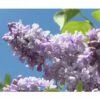Edelflieder FloraSelf Syringa Vulgaris 'Beauty Of Moscow' H 60-80 Cm Co 10 L -Hornbach Gartenmarkt DV 8 10357626 01 4c DE 20201222051655