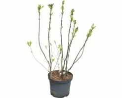 Edelflieder FloraSelf Syringa Vulgaris 'Beauty Of Moscow' H 60-80 Cm Co 10 L -Hornbach Gartenmarkt DV 8 10357626 02 4c DE 20201223051653
