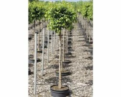 Hornbach Gartenmarkt -Hornbach Gartenmarkt DV 8 10357633 01 4c DE 20201222051655