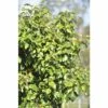 Birke FloraSelf Petula Pendula 'Magical Globe' Stammhöhe Ca. 125 Cm Co 18 L -Hornbach Gartenmarkt DV 8 10357633 02 4c DE 20201222051655