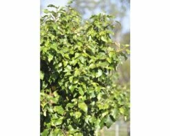 Birke FloraSelf Petula Pendula 'Magical Globe' Stammhöhe Ca. 125 Cm Co 18 L