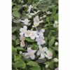 Anemonen Waldrebe Spalier FloraSelf Clematis Montana 'Mayleen' H Ca. 60 Cm Co 6 L -Hornbach Gartenmarkt DV 8 10357638 02 4c DE 20201222051655