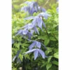 Alpen-Waldrebe Spalier FloraSelf Clematis Alpina H Ca. 60 Cm Co 6 L -Hornbach Gartenmarkt DV 8 10357641 02 4c DE 20210329080044