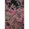 Fächerahorn FloraSelf Acer Palmatum 'Jerre Schwartz' H 80-100 Cm Co 10 L 1 Fächerahorn FloraSelf Acer Palmatum 'Jerre Schwartz' H 80-100 Cm Co 10 L -Hornbach Gartenmarkt DV 8 10357645 01 4c DE 20201222051655