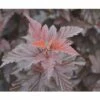 Blasenspiere FloraSelf Physocarpus Opulifolius 'Little Angel' H 100-125 Cm Co 18 L -Hornbach Gartenmarkt DV 8 10357646 01 4c DE 20201222051655