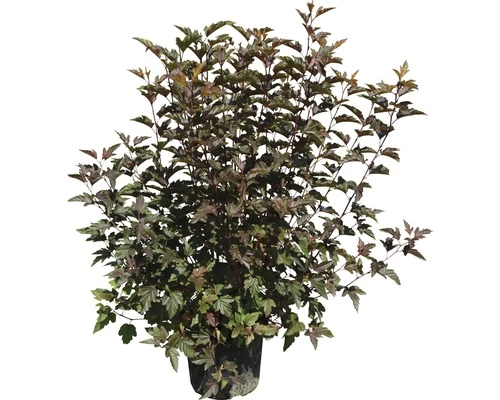 Blasenspiere FloraSelf Physocarpus Opulifolius 'Little Angel' H 100-125 Cm Co 18 L 4 Blasenspiere FloraSelf Physocarpus Opulifolius 'Little Angel' H 100-125 Cm Co 18 L – Bild 2