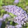 Sommerflieder FloraSelf Buddleja Davidii 'Monarch Glass Slippers' ® H Ca. 40 Cm Co 4,5 L