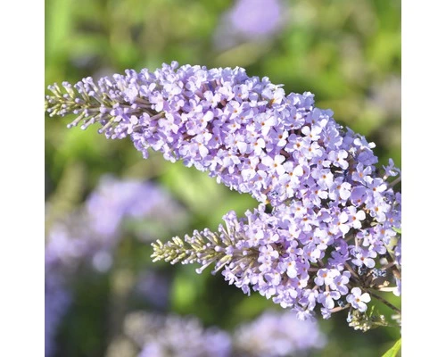 Sommerflieder FloraSelf Buddleja Davidii 'Monarch Glass Slippers' ® H Ca. 40 Cm Co 4,5 L 3 Sommerflieder FloraSelf Buddleja Davidii 'Monarch Glass Slippers' ® H Ca. 40 Cm Co 4,5 L