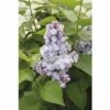 Edelflieder FloraSelf Syringa Vulgaris 'Belle De Nancy' H 40-60 Cm Co 3 L -Hornbach Gartenmarkt DV 8 10357693 01 4c DE 20201222051655