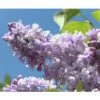Edelflieder FloraSelf Syringa Vulgaris 'Beauty Of Moscow' H 40-60 Cm Co 3 L -Hornbach Gartenmarkt DV 8 10357704 01 4c DE 20201222051655