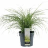 Zwerg-Chinaschilf FloraSelf Miscanthus Sinensis 'Cute One' H 10-30 Cm Co 3 L -Hornbach Gartenmarkt DV 8 10365209 01 4c DE 20220525131659