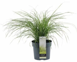Zwerg-Chinaschilf FloraSelf Miscanthus Sinensis 'Cute One' H 10-30 Cm Co 3 L