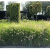 Lampenputzergras FloraSelf Pennisetum Alopecuroides 'Red Head' 20-40 Cm Co 3 L -Hornbach Gartenmarkt DV 8 10365210 01 4c DE 20220525101759 1