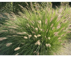 Lampenputzergras FloraSelf Pennisetum Alopecuroides 'Red Head' 20-40 Cm Co 3 L -Hornbach Gartenmarkt DV 8 10365210 02 4c DE 20220525101759 1