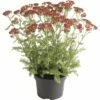 Schafgarbe FloraSelf Achillea Millefolium 'Red Beauty' H 10-60 Cm Co 3 L -Hornbach Gartenmarkt DV 8 10365386 01 4c DE 20220719114652