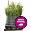 40 X Robuster Gartenbambus FloraSelf Fargesia Murielae 'Standing Stone' H 40-60 Cm Co 5 L Für Ca. 25 Lfm Hecke -Hornbach Gartenmarkt DV 8 10365600 02 4c DE 20220928164657