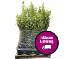 40 X Robuster Gartenbambus FloraSelf Fargesia Murielae 'Standing Stone' H 40-60 Cm Co 5 L Für Ca. 25 Lfm Hecke